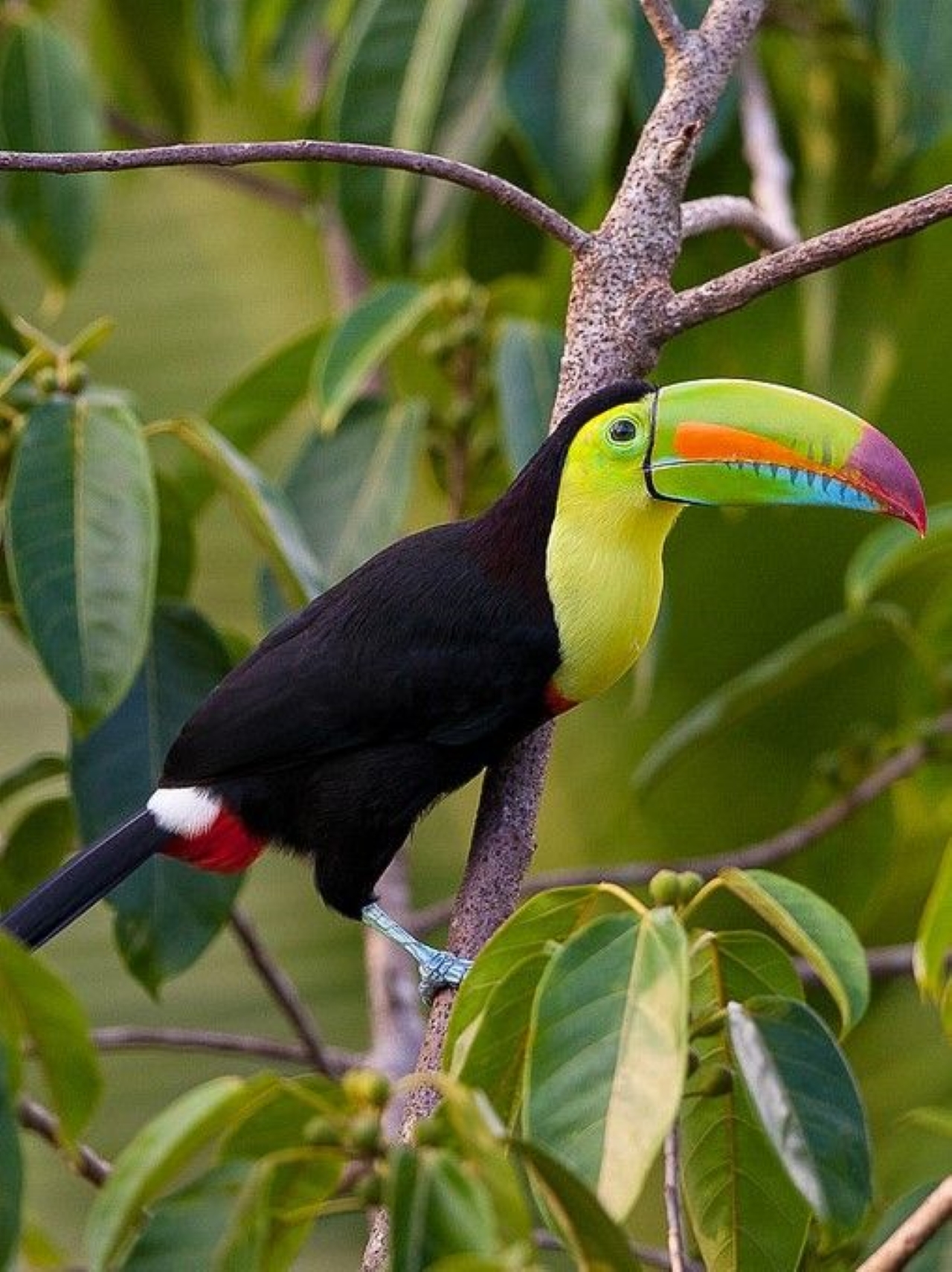Minca a través de los ojos de un guía local